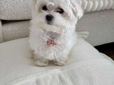 Adorable Teacup Maltipoo Puppy 🩷 – 14 weeks old -- 2 lbs now -- 4 lbs when fully grown --