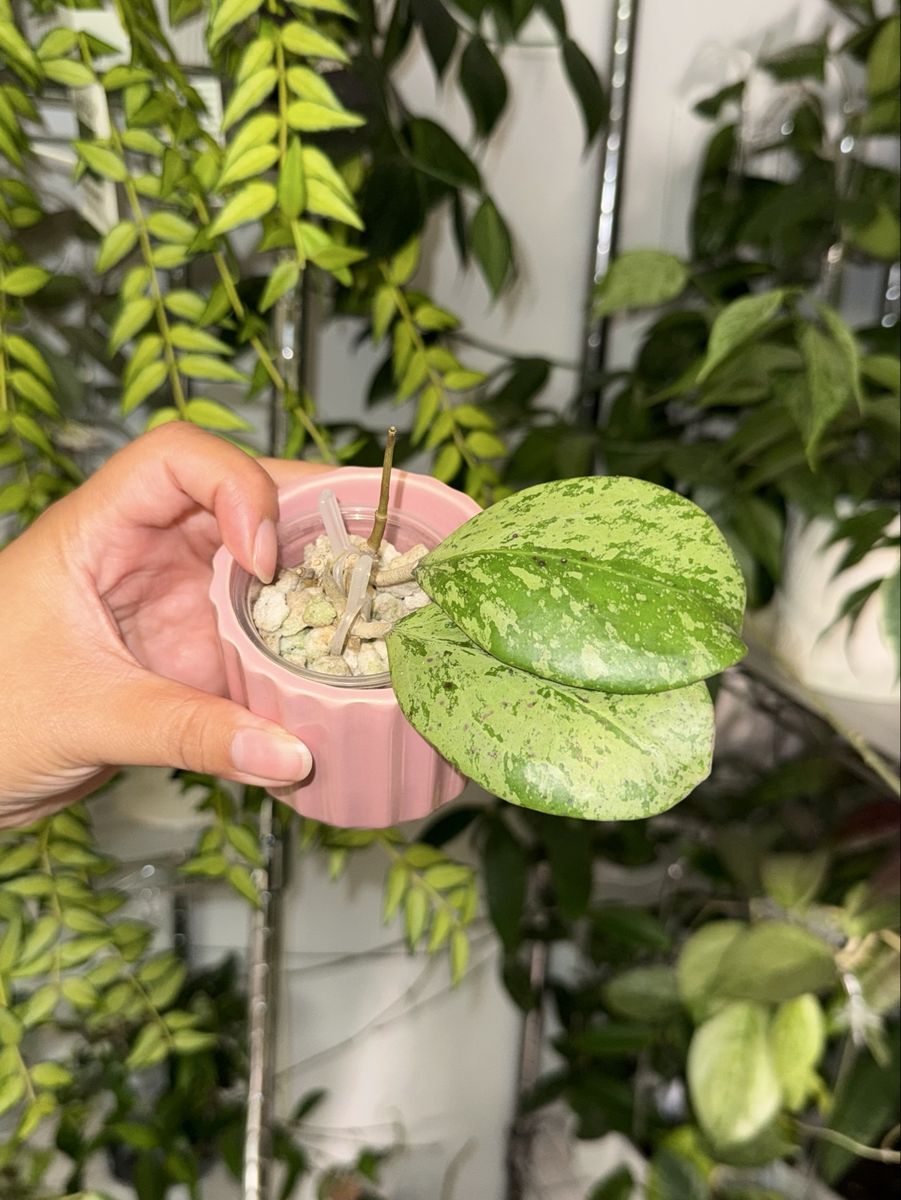 Hoya ‘Michele’ (silver) - Plant