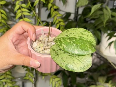 Hoya ‘Michele’ (silver) - Plant