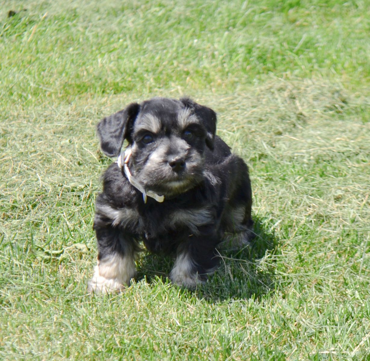 Non Shedding AKC Black & Silver Miniature Schnauzer Puppy