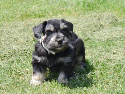 Non Shedding AKC Black & Silver Miniature Schnauzer Puppy