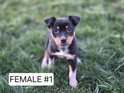 Hunting, Herding, or Active Companions