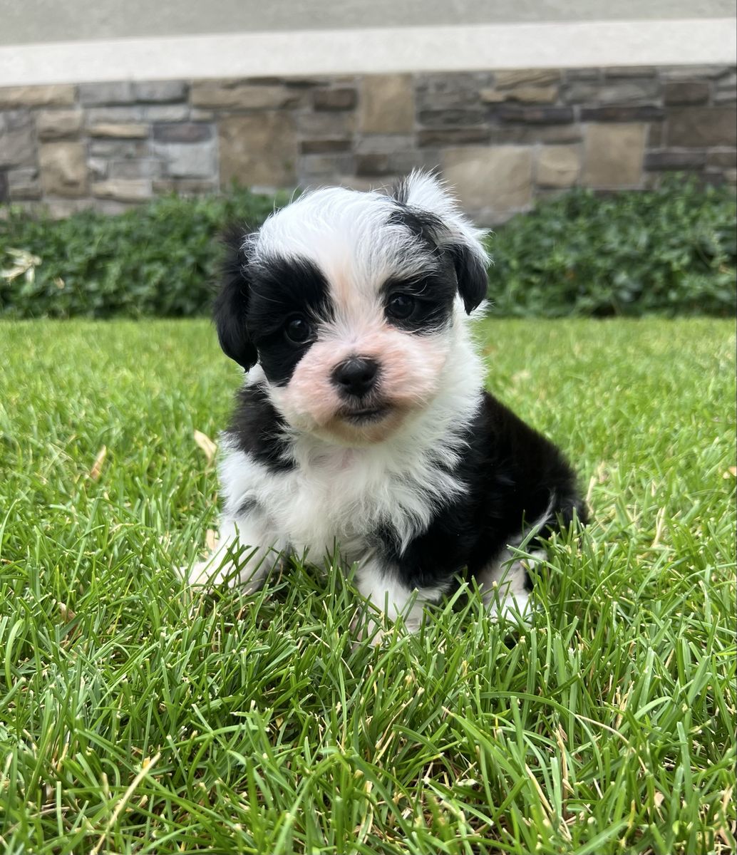Shihpoo Shih-Poo Shih Tzu Poodle Shihtzu