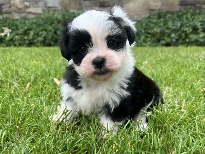 Shihpoo Shih-Poo Shih Tzu Poodle Shihtzu