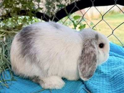 Holland Lop