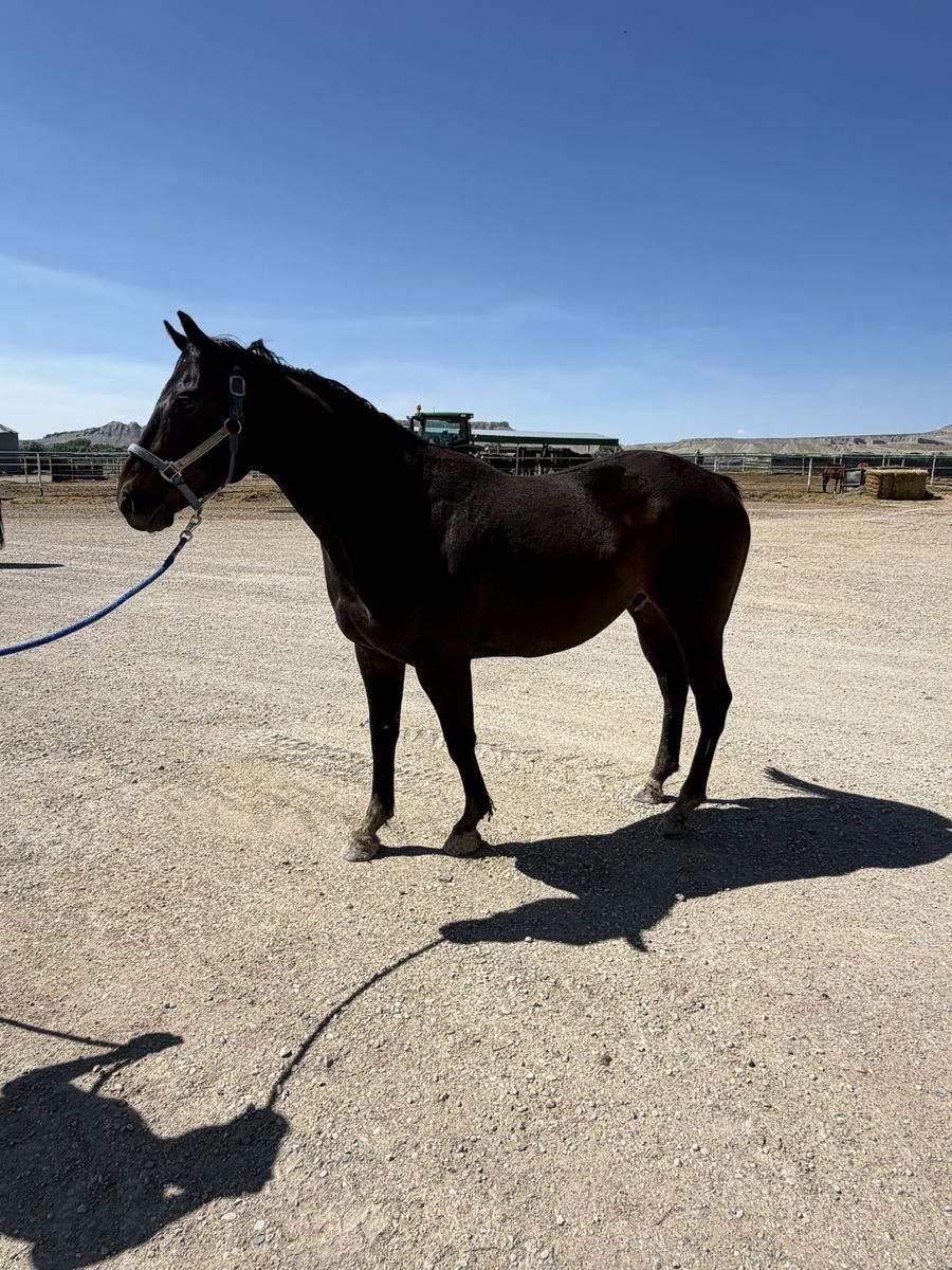 4 yr old appendix bred gelding