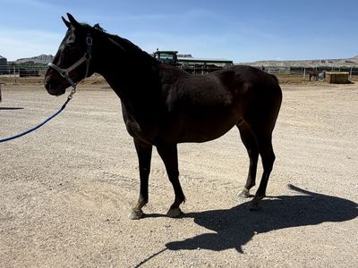 4 yr old appendix bred gelding