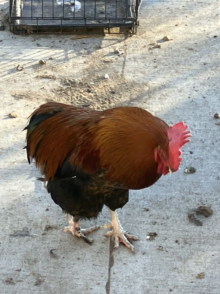 Copper Maran Rooster