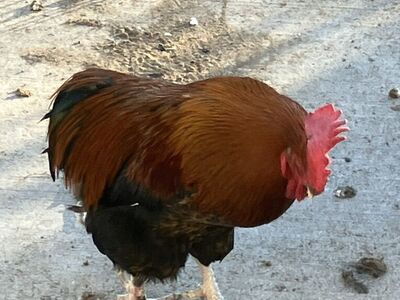 Copper Maran Rooster