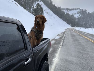 Golden Retriever Stud