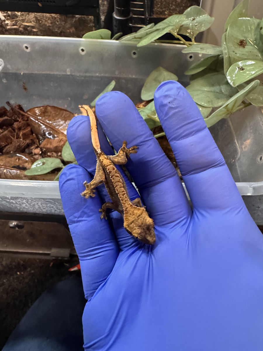 Crested Gecko baby