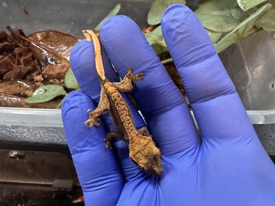 Crested Gecko baby
