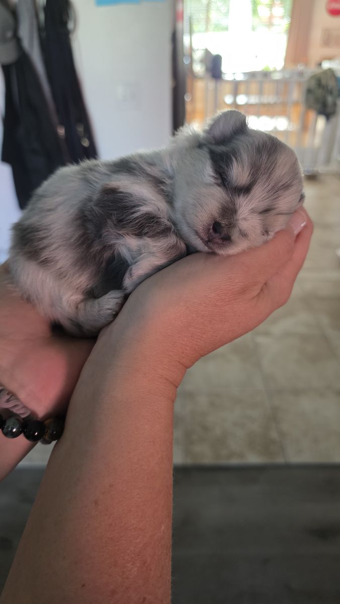 Purebred pomeranians