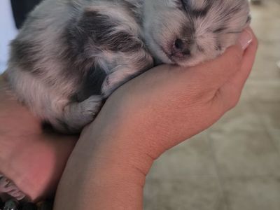 Purebred pomeranians
