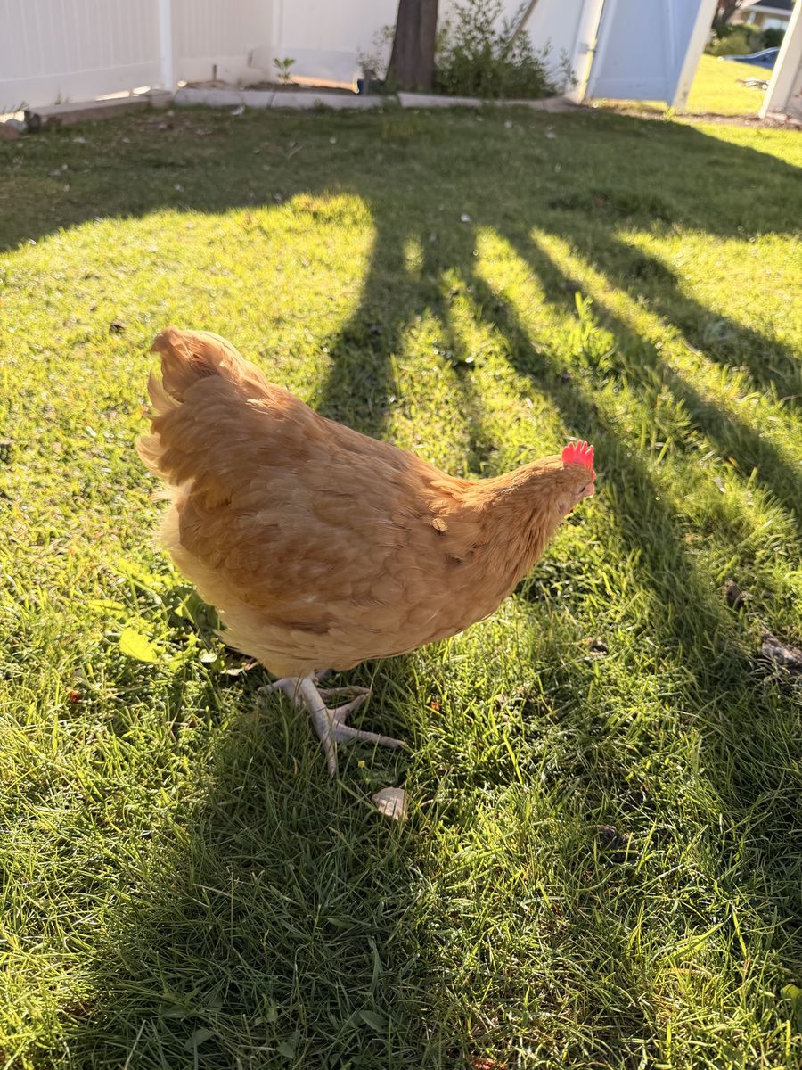 Free Rooster 11-12 weeks old