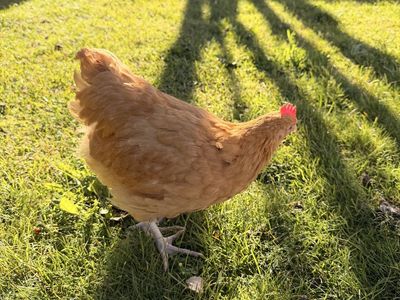Free Rooster 11-12 weeks old