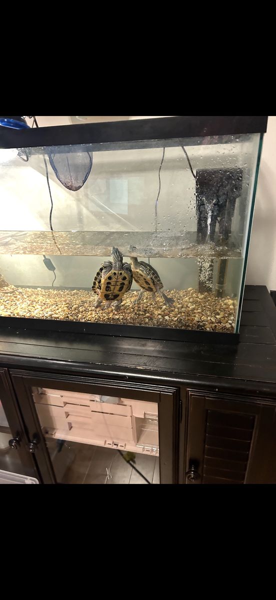 50 gallon Aquarium/turtle tank