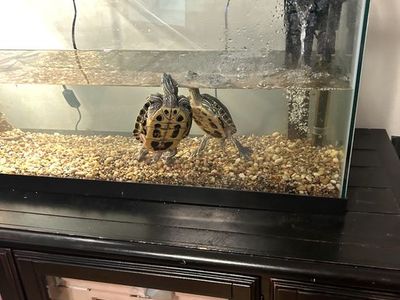 50 gallon Aquarium/turtle tank