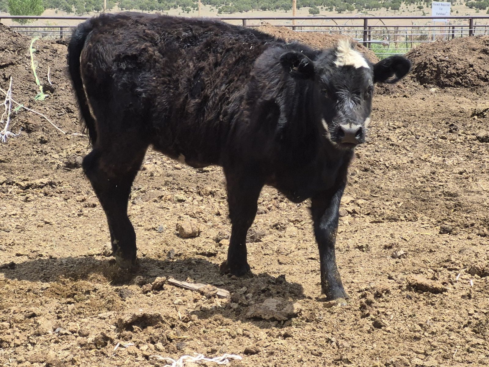 Highland Angus Cross Heifers