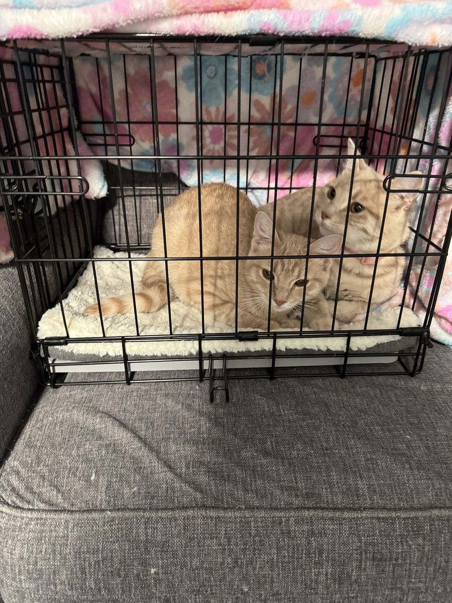 2 beautiful female kittens for sale!