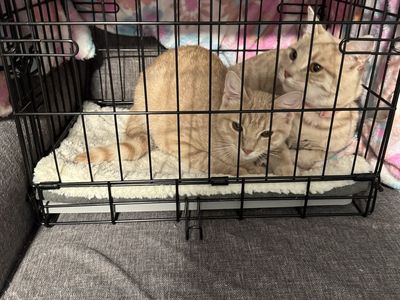 2 beautiful female kittens for sale!
