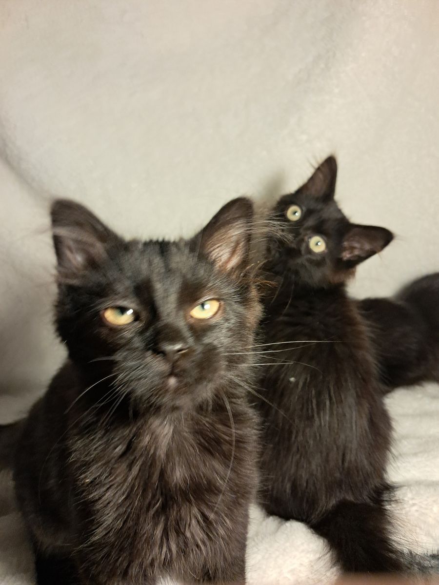 Friendly Kittens Looking For A Loving Home