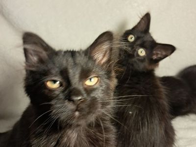 Friendly Kittens Looking For A Loving Home