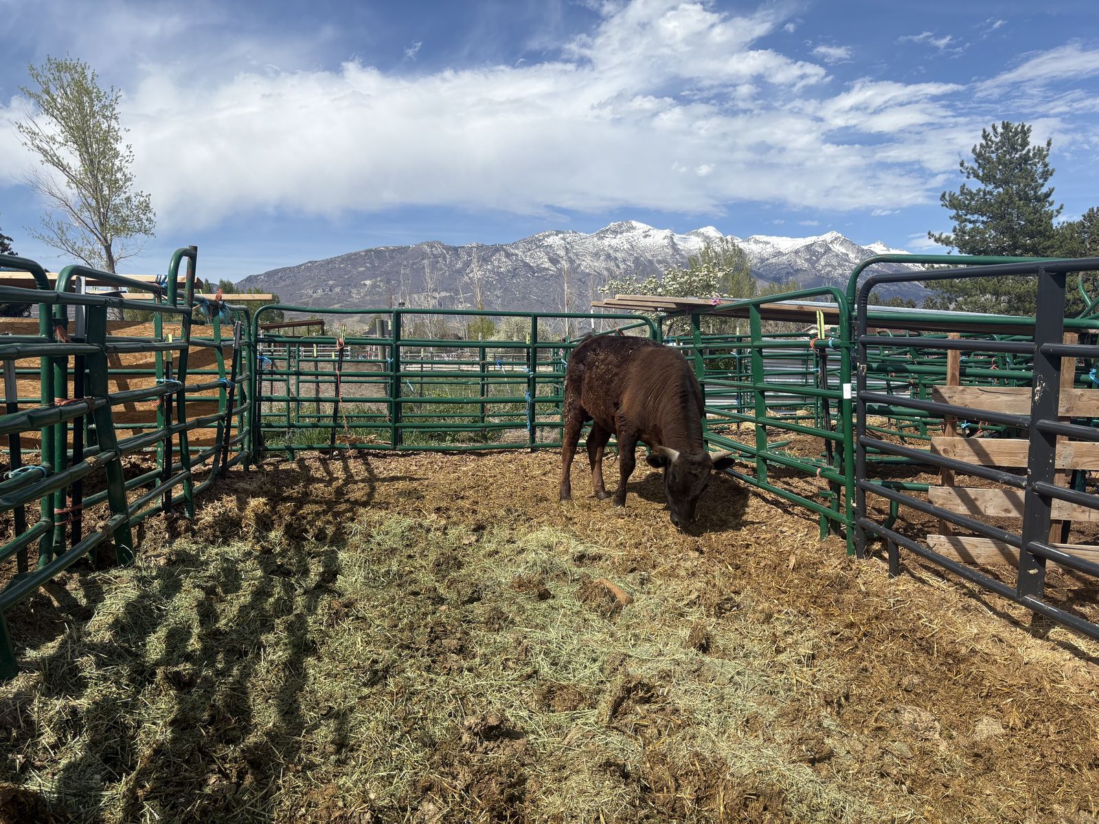 Registered Wagyu Bull Yearling