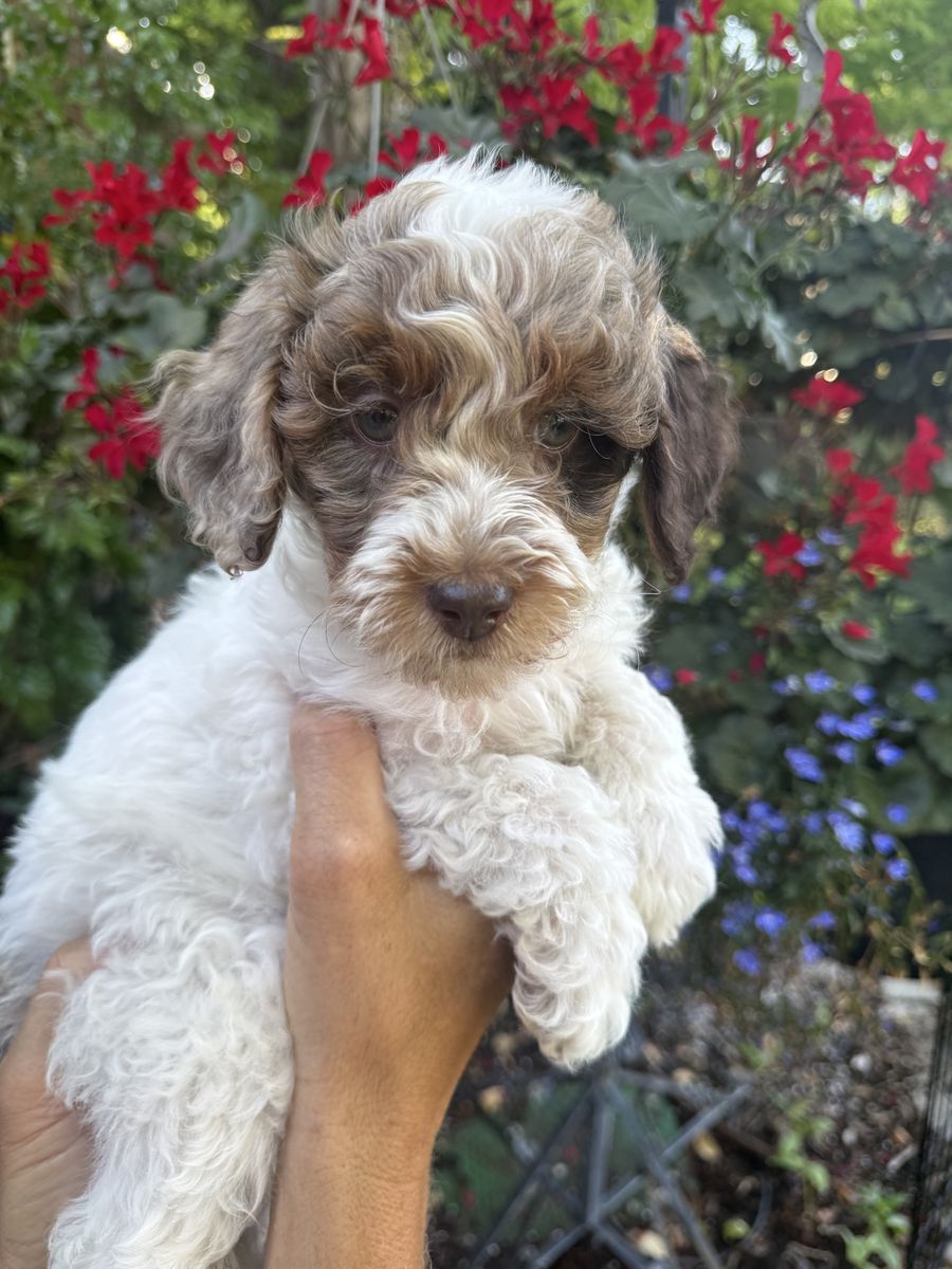 Adorable Mini Bernedoodle Puppies - Male & Female, Rare Chocolate, white, and rust colored.  Hypoallergenic.