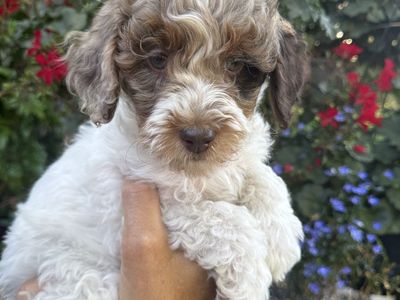 Adorable Mini Bernedoodle Puppies - Male & Female, Rare Chocolate, white, and rust colored. Hypoallergenic.