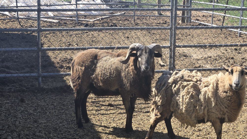 Barbados Black Belly sheep