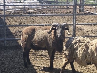 Barbados Black Belly sheep