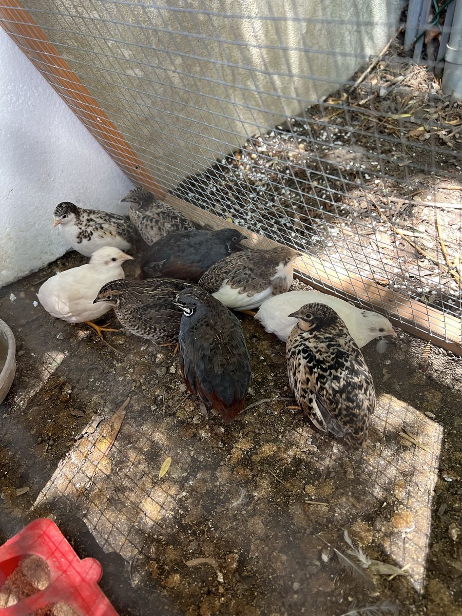 Button quail