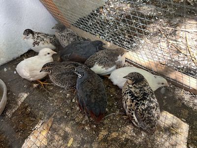 Button quail