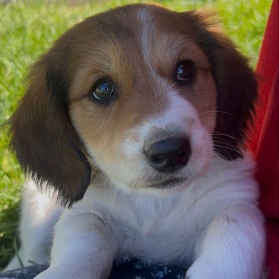 PUPPIES FOR SALE