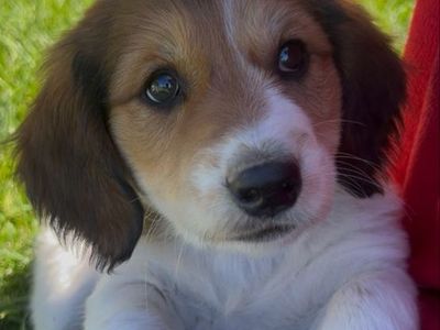 PUPPIES FOR SALE