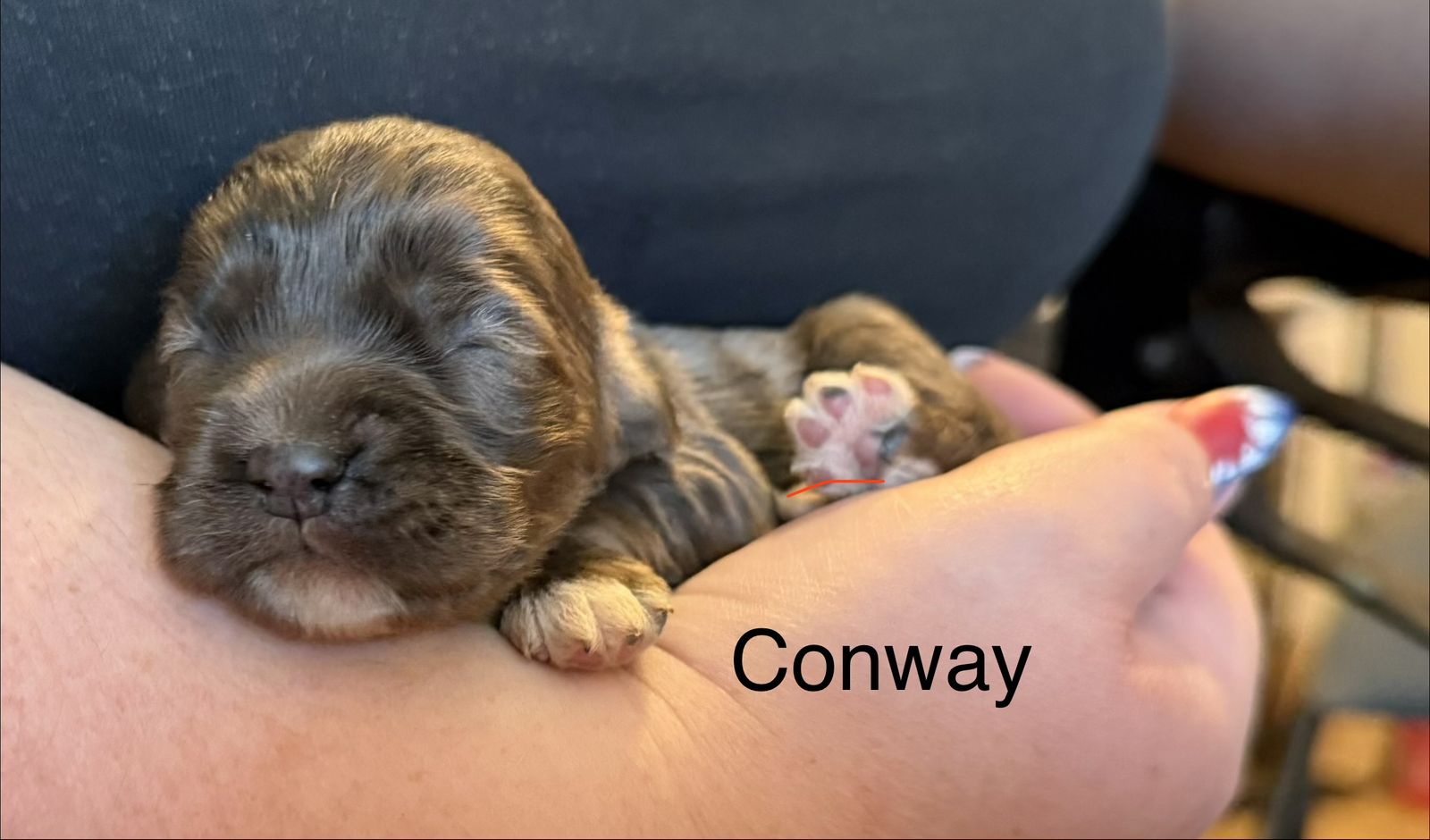 AKC MALE COCKER SPANIEL