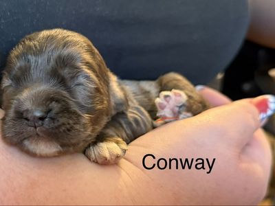 AKC MALE COCKER SPANIEL
