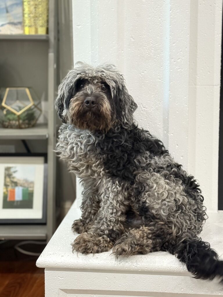 Clear Micro Bernedoodle *** Fully Furnished *** Like Goldendoodle Cavapoo Miniature Merle