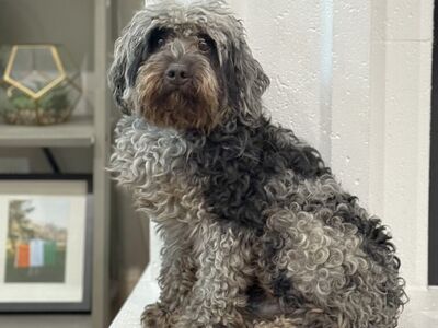 Clear Micro Bernedoodle *** Fully Furnished *** Like Goldendoodle Cavapoo Miniature Merle