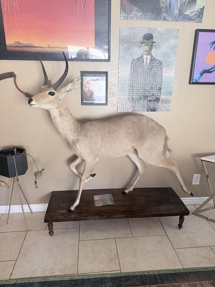 Reed Buck Taxidermy Mount