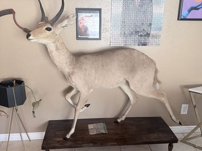 Reed Buck Taxidermy Mount