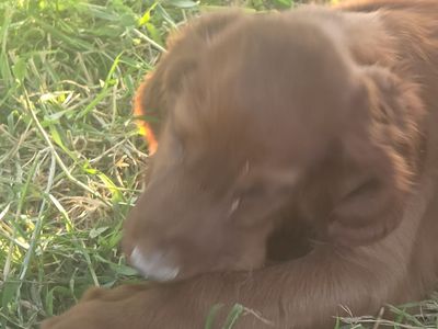 Irish-setter