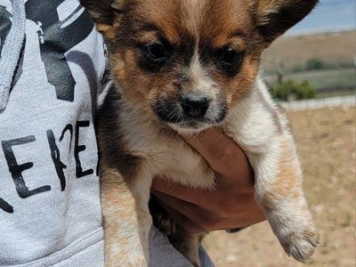 Cowboy Corgi (heeler/corgi cross)