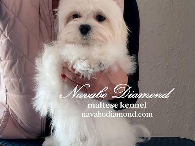 Maltese Puppy Boy!