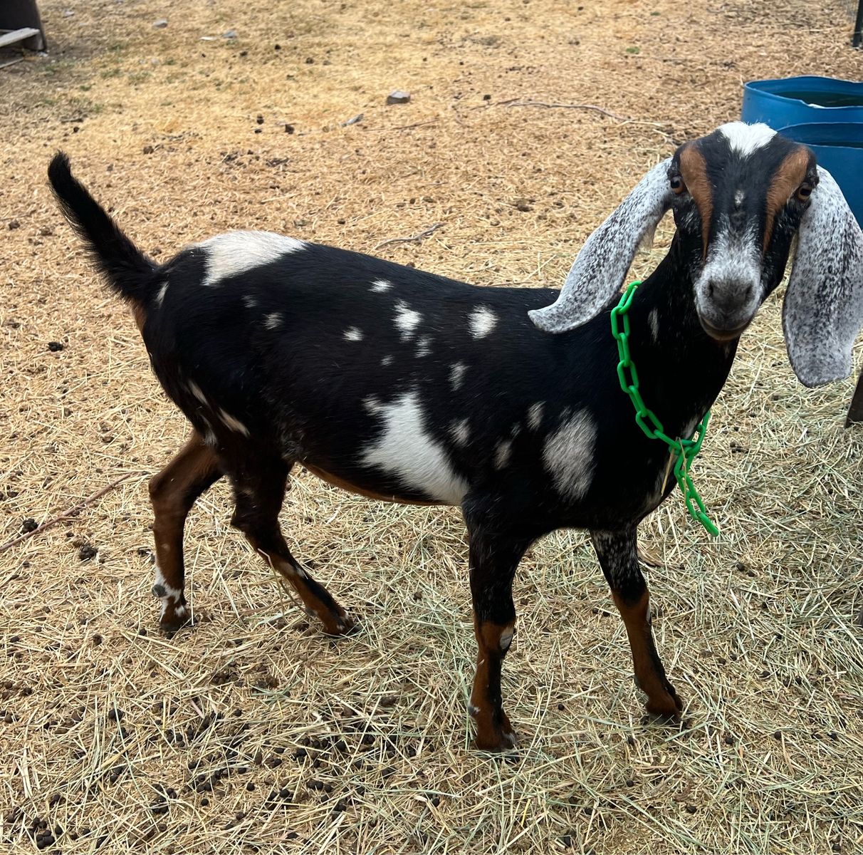 Moonspotted Nubian Doeling