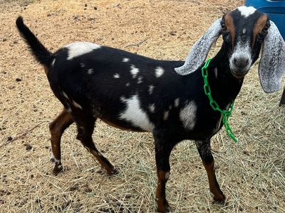 Moonspotted Nubian Doeling