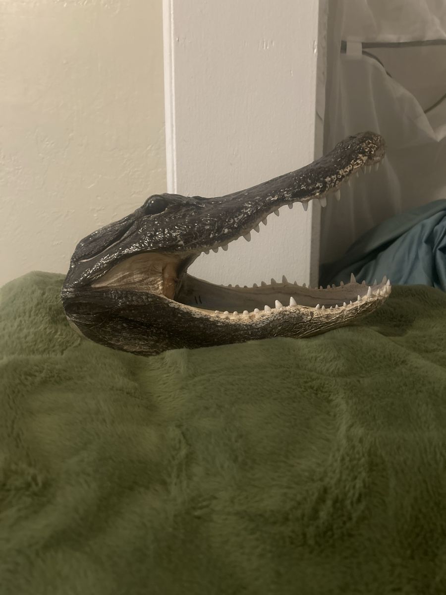 12’’ Taxidermy alligator head