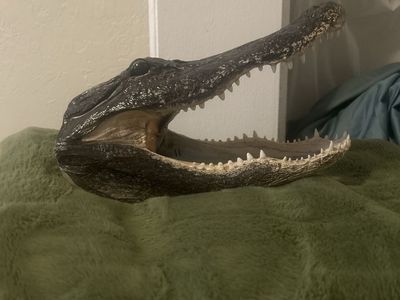 12’’ Taxidermy alligator head