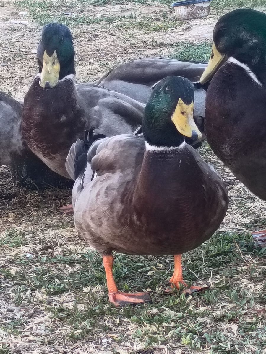 Rouen Drake Available 